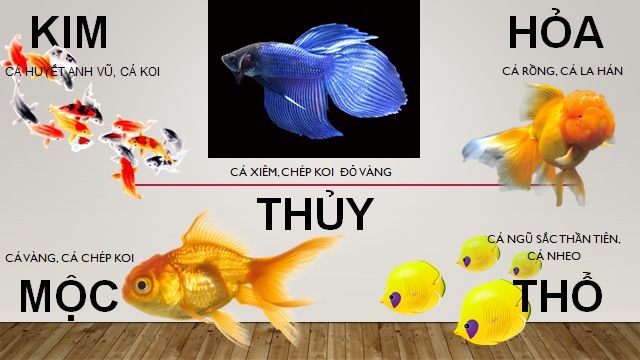 Các loại cá theo mệnh nên nuôi làm cảnh